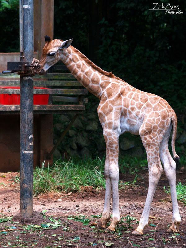 First time to Malacca Zoo : Alcove de Anggur